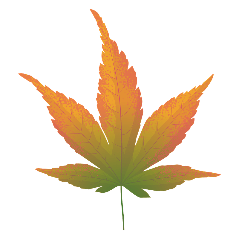 Japanese maple yellow leaf