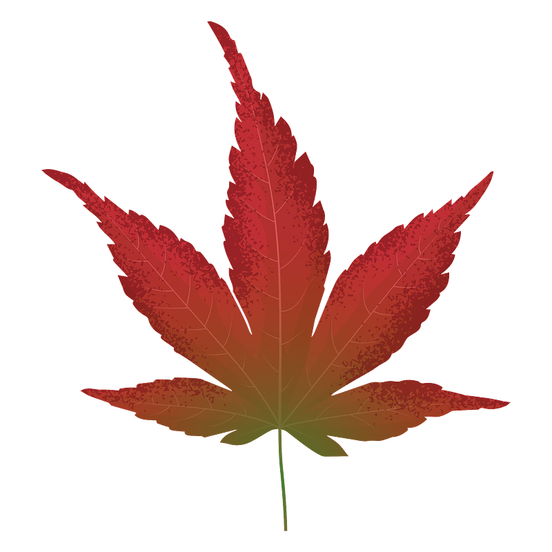 Japanese maple red leaf