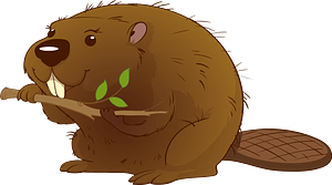 Beaver