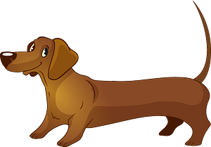 Dachshund