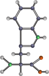 Tryptophan (Amino Acid)