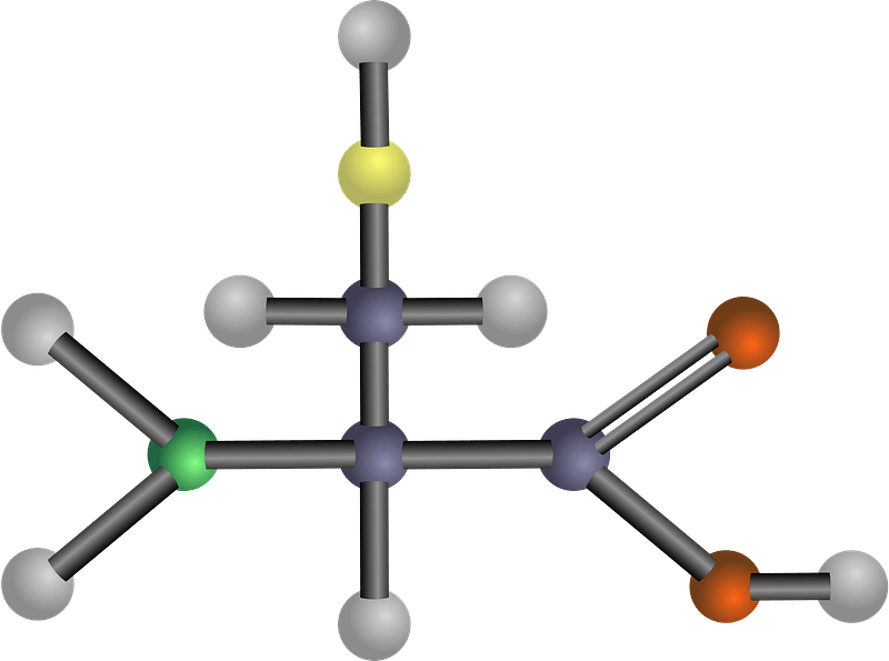 Cysteine (Amino Acid)