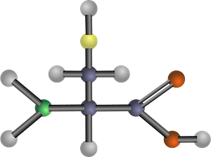 Cysteine (Amino Acid)