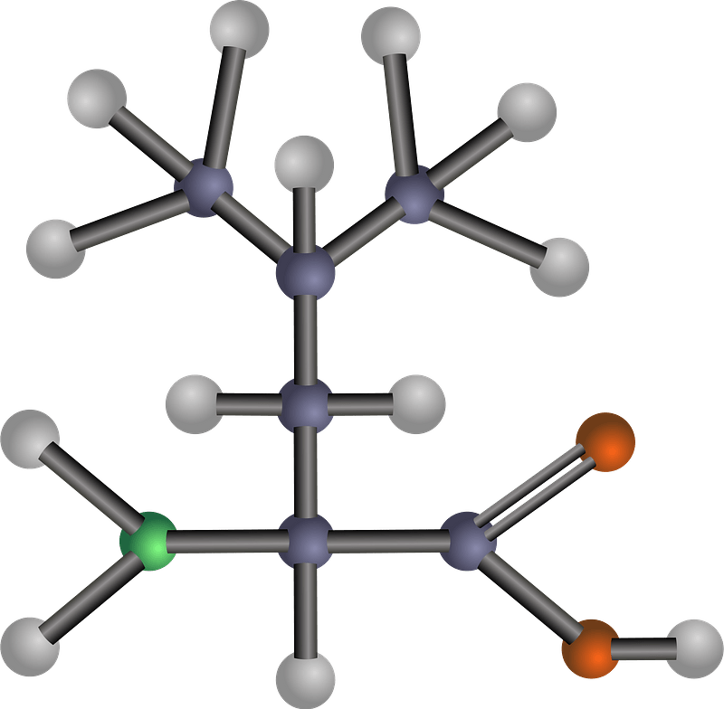 Leucine (Amino Acid)
