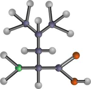 Leucine (Amino Acid)