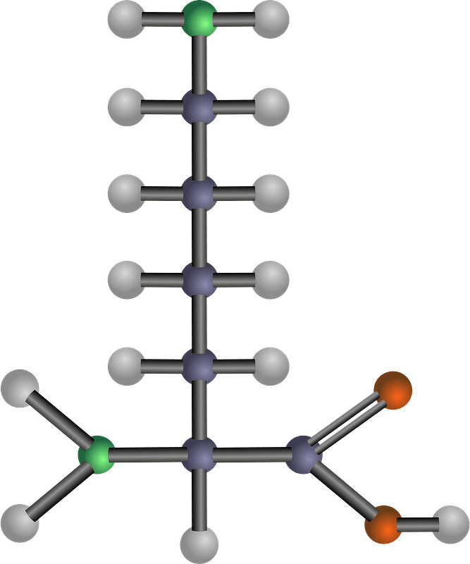Lysine (Amino Acid)