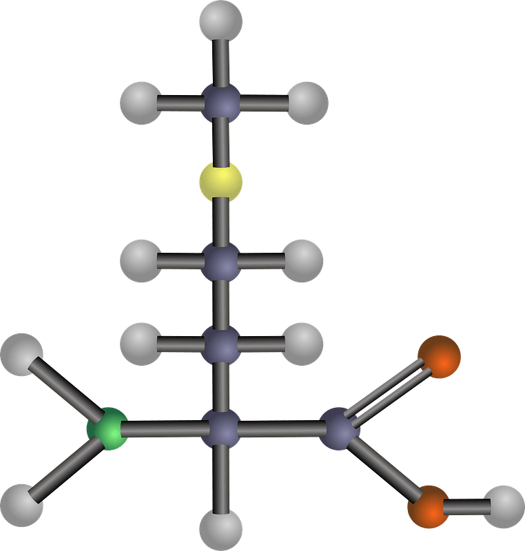Methionine (Amino Acid)