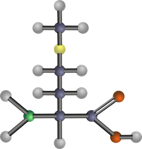 Methionine (Amino Acid)
