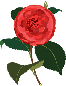 Camellia Flower