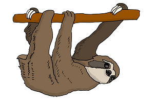 Sloth Hanging From Branch