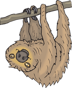 Sloth Hanging From Branch