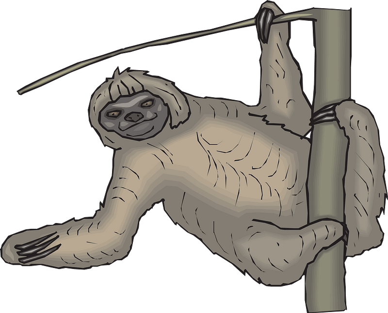 Sloth Hanging From Tree
