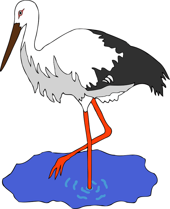 White stork in a pond