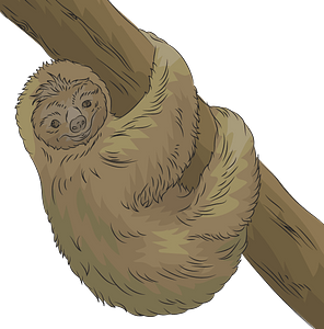 Sloth