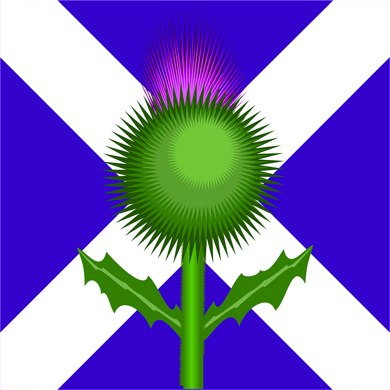 Scottish Thistle and Flag
