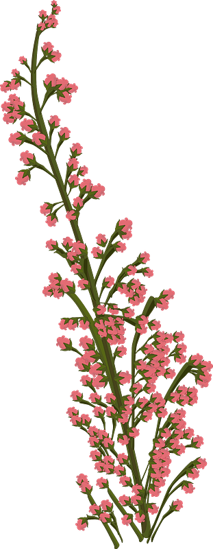 粉红色的花