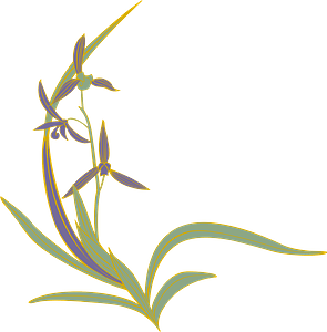 Orchid
