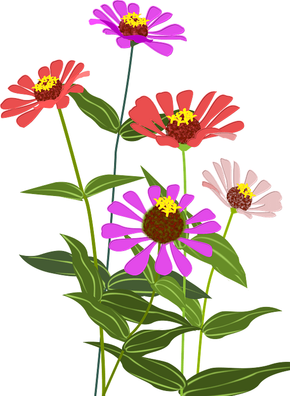 Zinnia