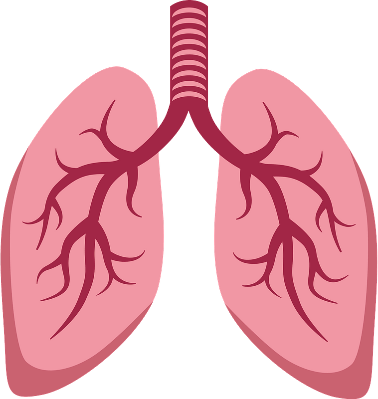 Lungs - Free vector clipart images on creazilla.com