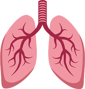 Lungs