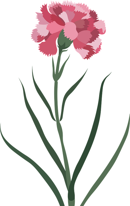 Carnation flower