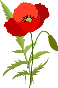 Poppy flower