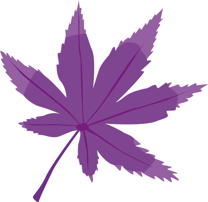 Purple leaf