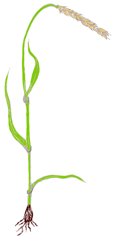 Spelt