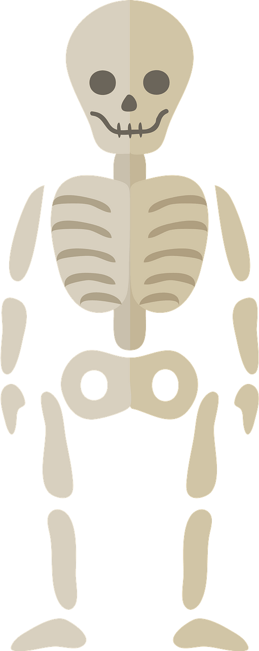 骨格