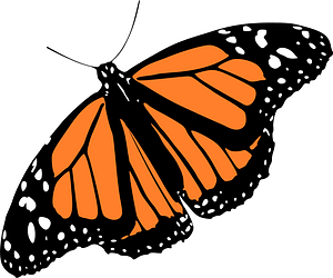 Monarch butterfly