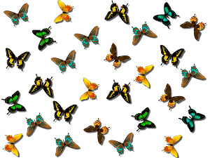 Butterflies