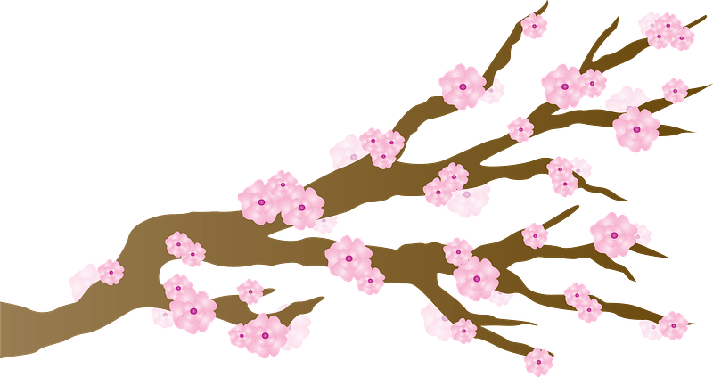 Cherry blossom branch