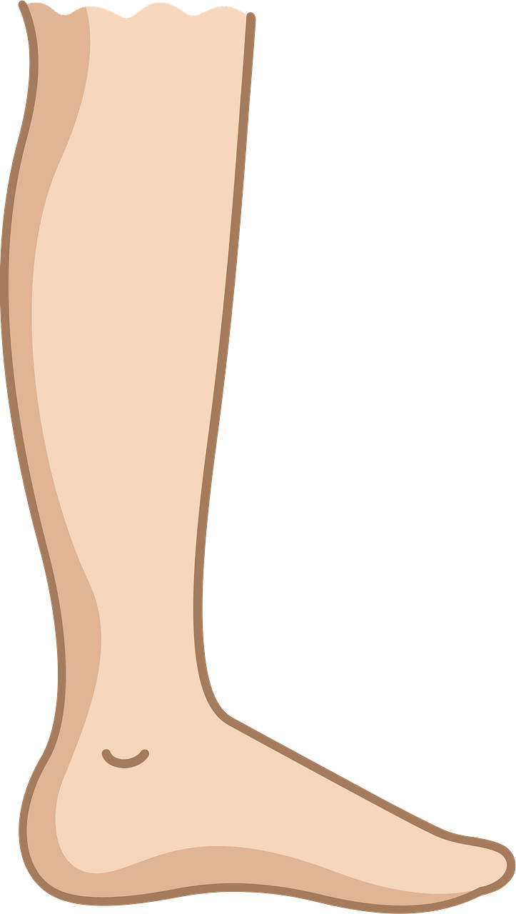 Leg