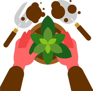 Planting a houseplant