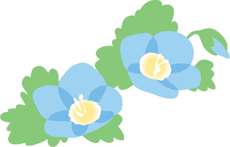Birdeye Speedwell Flower