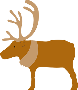 Reindeer