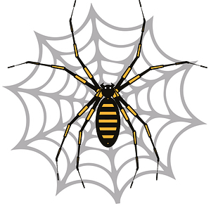 Spider web insect