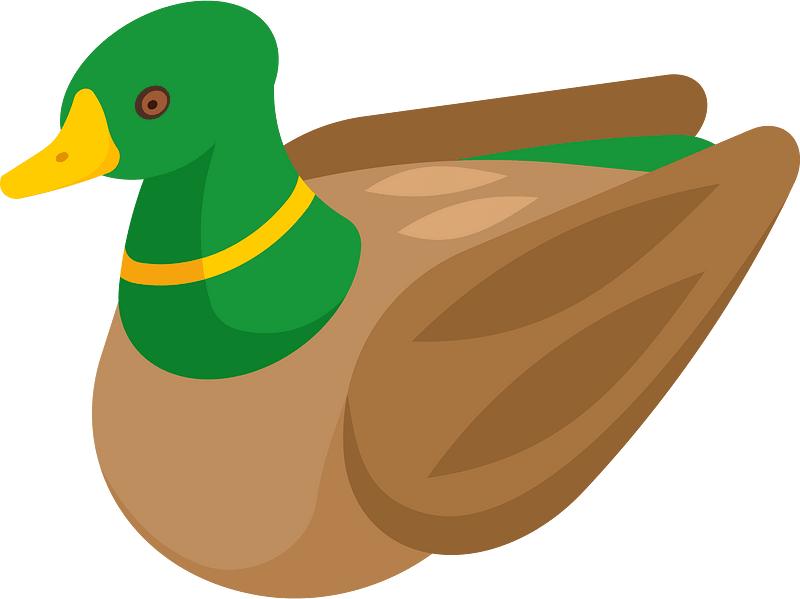 Duck in the water