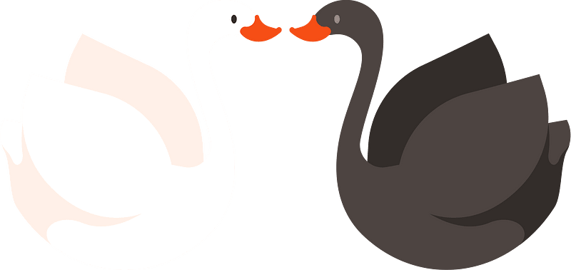 White swan and black swan