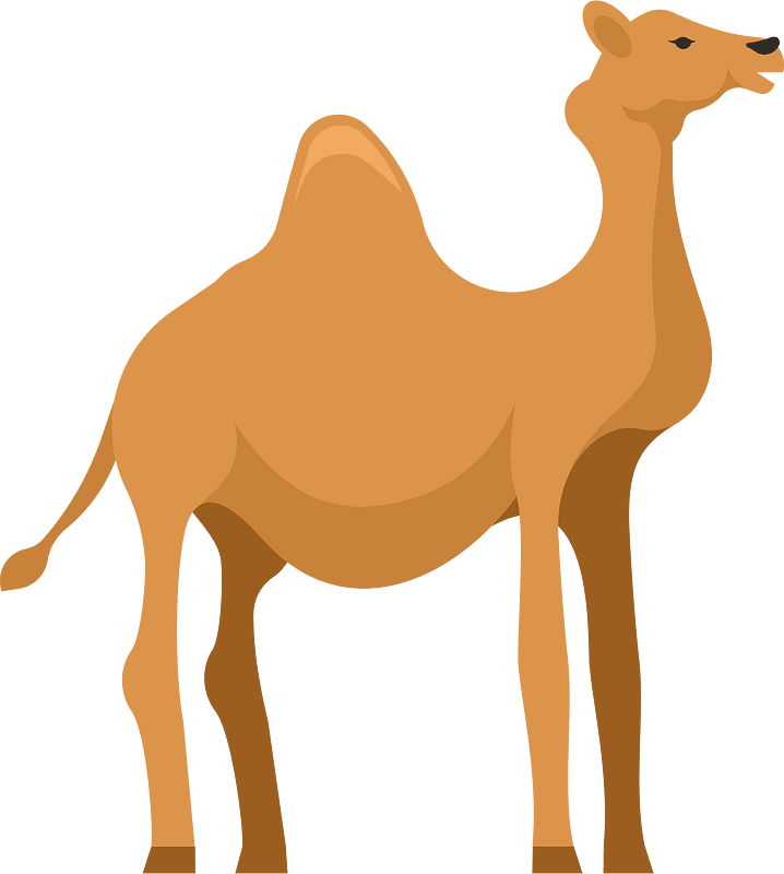 A camel
