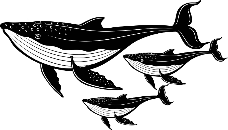 Whales in the sea