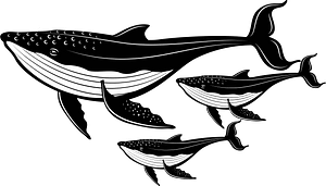 Whales in the sea