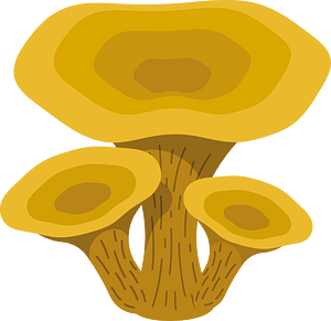 Toadstool mushroom