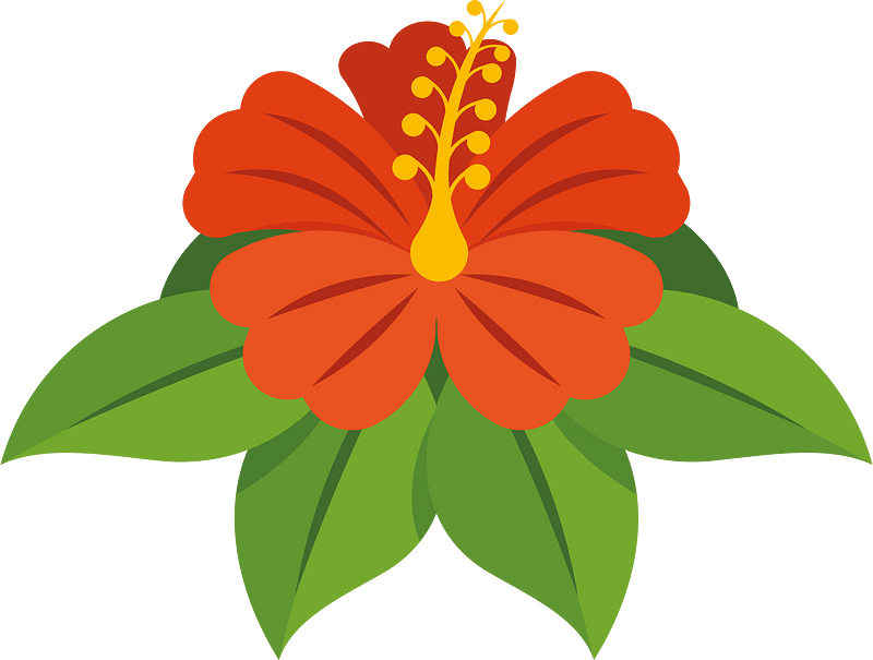 Hibiscus flower