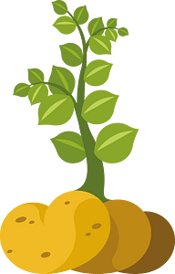 Potato plant vegetable