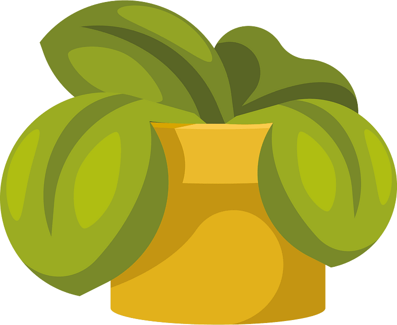 Flower plant with big leaves