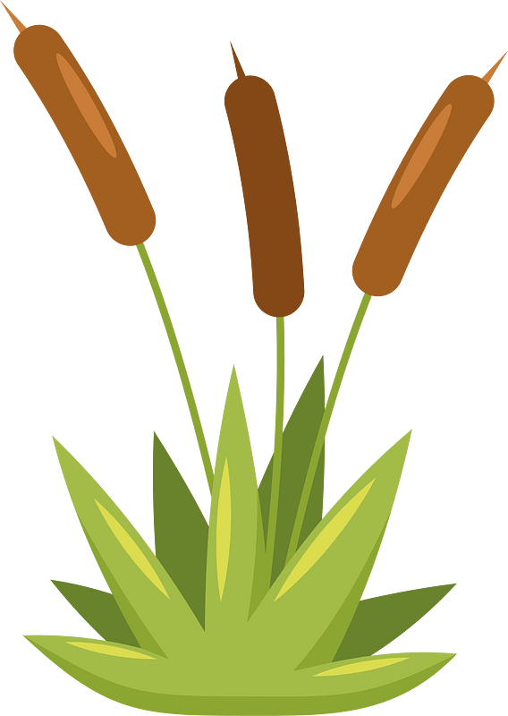 Reed plant
