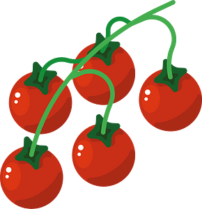 Tomatoes on a branch