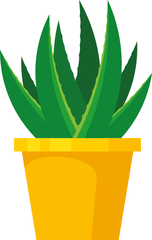 Aloe Vera indoor plant