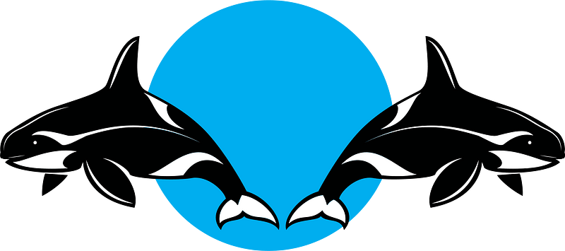 Orca killer whales